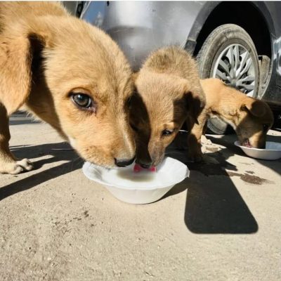 Charity — photo 4